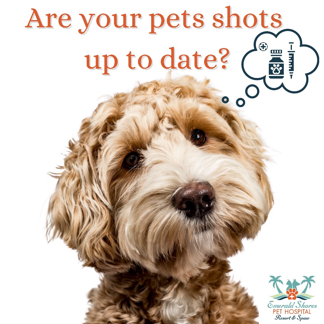 Are your pets shots up to date?